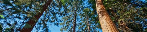 7 reasons to visit our Pinetum .